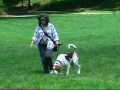 Council Amends City Leash Law Fines