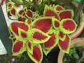 frasers-hillthe-wander-of-flowers-pahang-malaysia.html