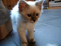 mon chat en chasse ... il court apr�s sa souris. quel bonheur qand ils sont encore petit