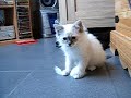 mon chat en chasse ... il court apr�s sa souris. quel bonheur qand ils sont encore petit