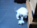 mon chat en chasse ... il court apr�s sa souris. quel bonheur qand ils sont encore petit