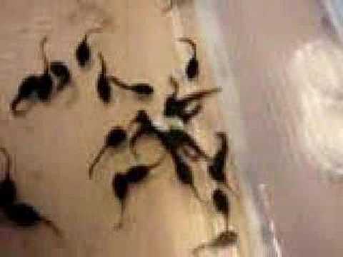 tadpole banana pooh fight