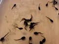 tadpole banana pooh fight tadpole banana pooh fight