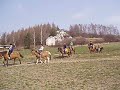 2.w på hest