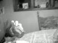 muffins tranie