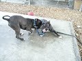 Issac and Chiona Playing- All Wrapped Up