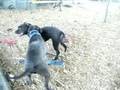 Issac and Chiona Playing- All Wrapped Up