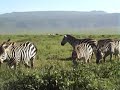 Wildlife in the Ngorongoro crater 1