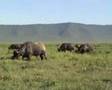 Wildlife in the Ngorongoro crater 1
