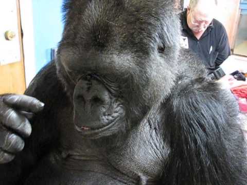 Koko Models Forgiveness