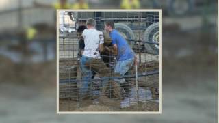 Fulton County 4-H Fair Pig Rodeo Montage