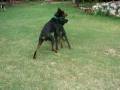 videos de ROCO Y CANDELA1