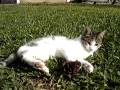 videos de MOV09336.MPG