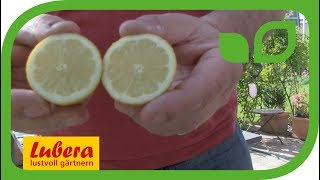 Die birnenfrmige Zitrone 'Perretta'