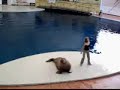 Dancing Walrus
