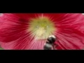 hommel vliegt van Alcea hommel vliegt van Alcea