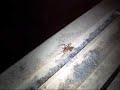 Yellow Sac Spider Yellow Sac Spider