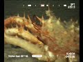 Crab surprises octopus Crab surprises octopus