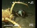 Crab surprises octopus