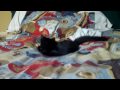 Psychotic Kitty Cat O.O