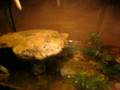 videos de Fire Belly Toads and us screaming