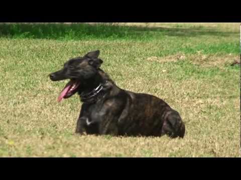 how to train police k-9