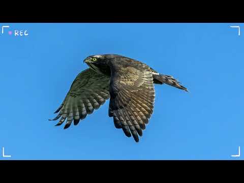 114年琅嶠鷹季宣傳影片 (1分鐘)