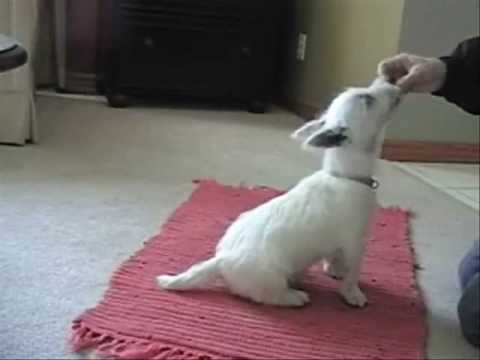 how to train west highland terrier puppies