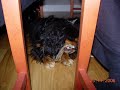 Min hund Sigge!!! Min hund Sigge!!!