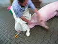 Never wrestle with a pig