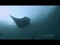 ミクロネシア、パラオ、ジャーマンチャネルでのマンタ（オニイトマキエイ）の捕食シーンです。manta ray Predation満月（大潮）の時間に外洋から栄養分を大量に含んだプランクトンがここ（ドイツ統治下に船の運航に切り開いた）水路に流れ込みます。それを狙ってマンタも大きな口を開いて捕食行為に出ます。サービス　カープアイランド(carp island)http://www.carpislandpalau.com/index.php