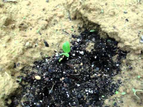 how to fertilize summer squash