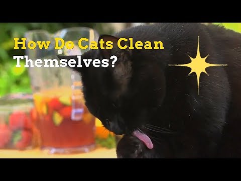 How Do Cats Clean Themselves | All You Need to Know