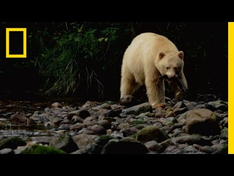 bears