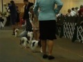 Metropolitan Area Papillon Club - Junior showmanship