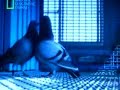 the pigeon  game 5