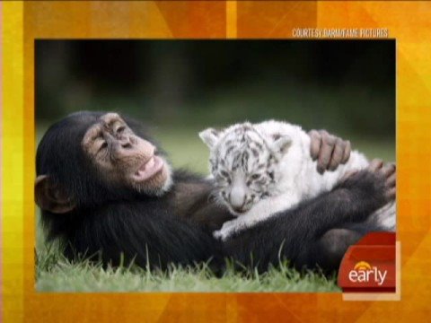 Tender Loving Chimp