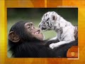 Tender Loving Chimp Tender Loving Chimp