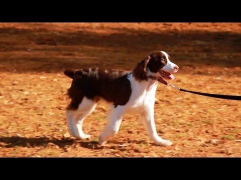 eHowPets - Follow eHow Pets for regular tips from Victoria Stilwell and more: http://www.youtube.com/subscription_center?add_user=ehowpets Candace is learning to walk o...