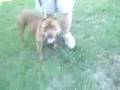 PorkChop My Red Nose