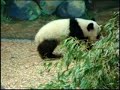 The baby panda bear at the Atlanta Zoo.