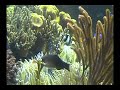 Corais e peixes marinho 