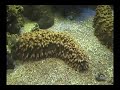 Aqu�rio marinho de toba + corais