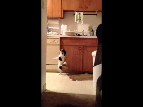 Il chihuahua che balla Il chihuahua che balla