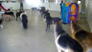Ball Time in Varsity Field at Canine Campus Dog Daycare & Boarding