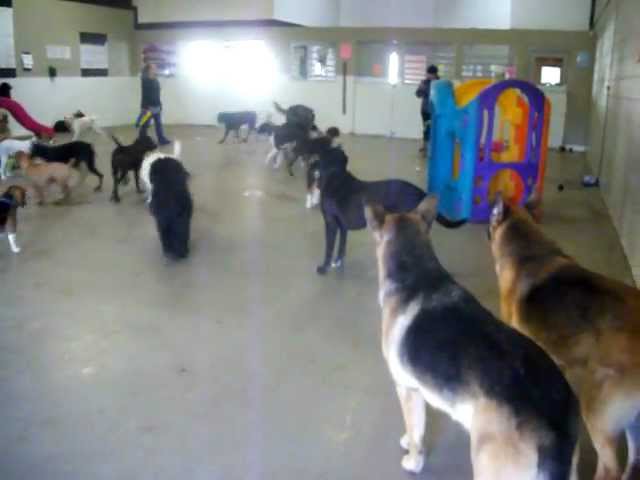 Ball Time in Varsity Field at Canine Campus Dog Daycare & Boarding