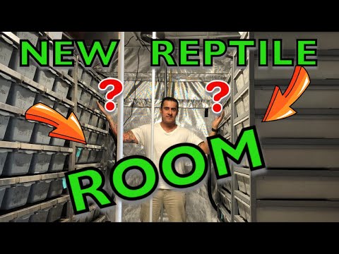 YouTube reptile video