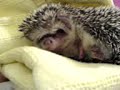 Chiam Chiam the hedgehog