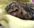 Chiam Chiam the hedgehog