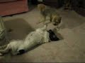 Our Playful Dogs Our Playful Dogs